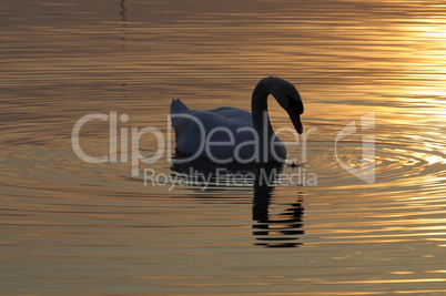 Schwan bei Sonnenuntergang