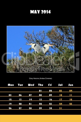 Bird calendar for 2014 - may
