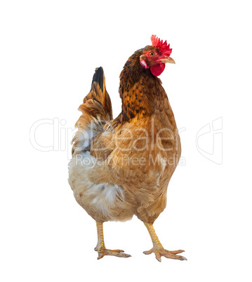 chicken