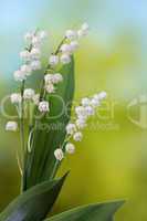 Lily of the valley