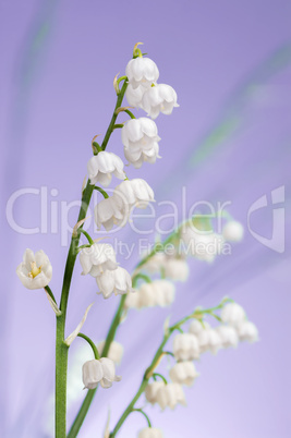 lily of the valley