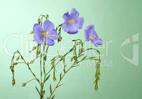 Flax flowers