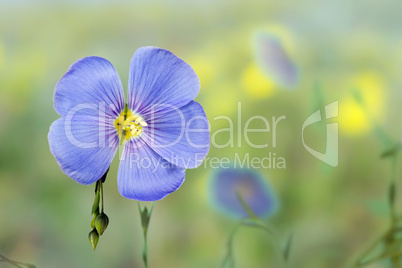 Flax flowers