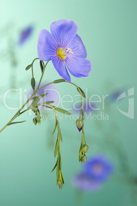 flax flowers