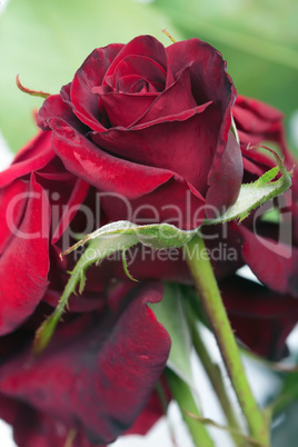 red rose