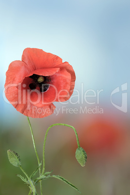 red poppy