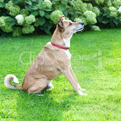 Attentive dog sitting in the garden