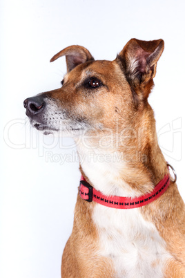 Portrait of Observant dog