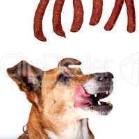Dog into temptation before the sausage