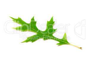 green oak leaf on white background