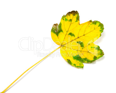 yellowed autumn leaf