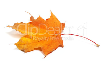 autumn maple leaf on white background