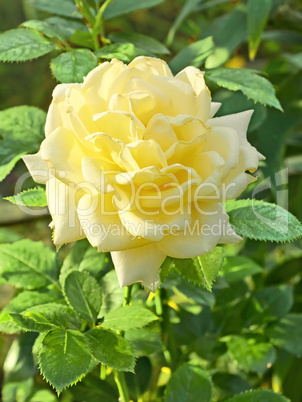 Yellow rose in flowerbed