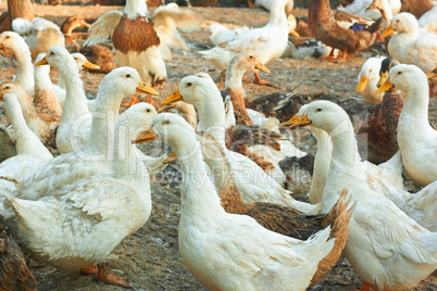 Ducks in the poultry yard