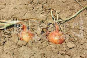 Two onions in the soil