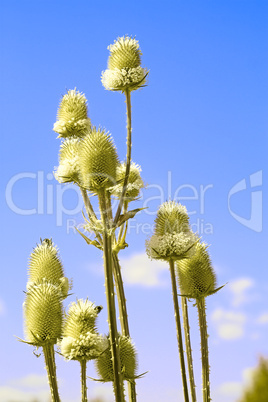 Teasel flowers against blue sky