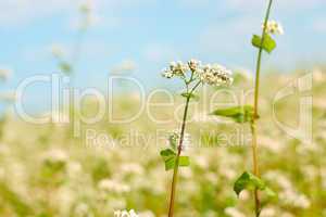 Buckwheat flower above field