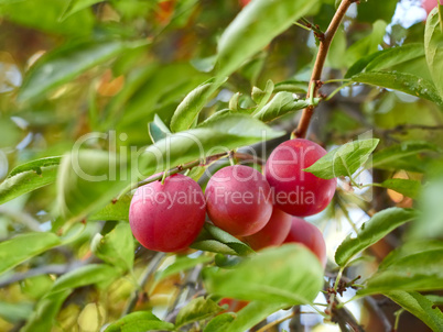 Ripe plum fruit on a branch