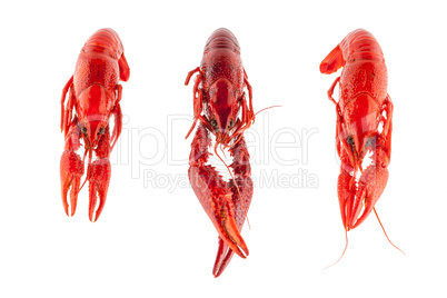 Three crayfish