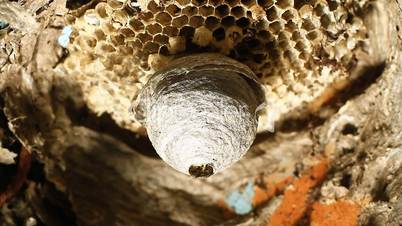Wasp in Nest