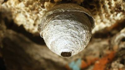 Wasp in Nest