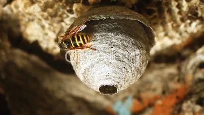 Wasp in Nest