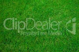 green grass background texture