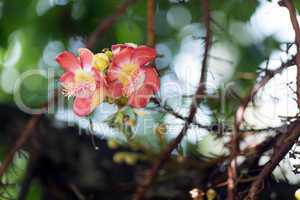 Shorea robusta flower