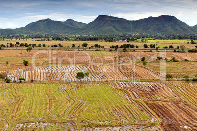 Asian rice field