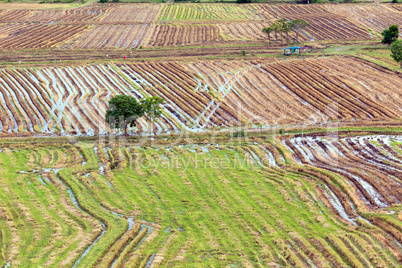 Rice field pattern