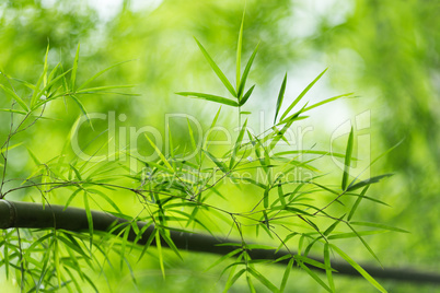 Bamboo leaves