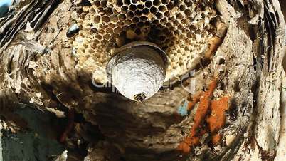 Wasp in Nest