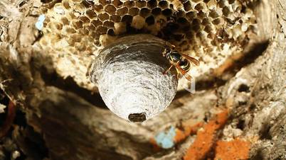 Wasp in Nest