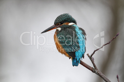 Eisvogel (Alcedo atthis); Common Kingfisher (Alcedo atthis)