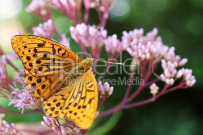 Schmetterling Kaisermantel