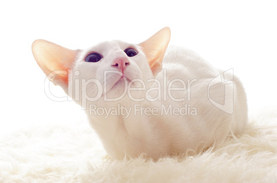blanche orientale cat