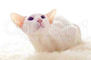 blanche orientale cat
