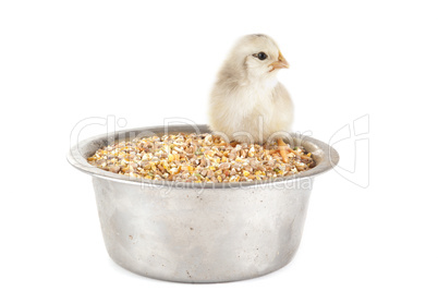 young chick and cereals
