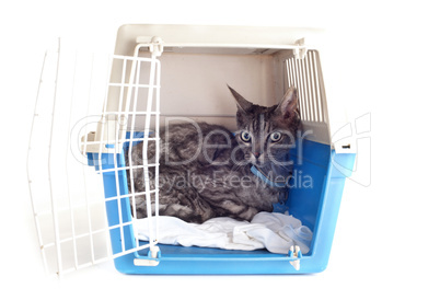 cat in pet carrier
