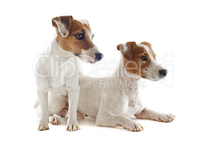 jack russel terriers