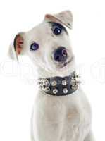 chiot jack russel terrier