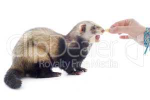 feeding ferret