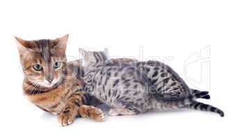 bengal cat and kitten