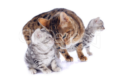 bengal cats and tenderness