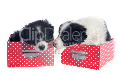 puppies border collie in a box