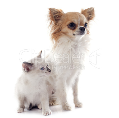 chihuahua et siamois chaton