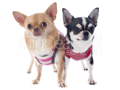 dressed chihuahuas