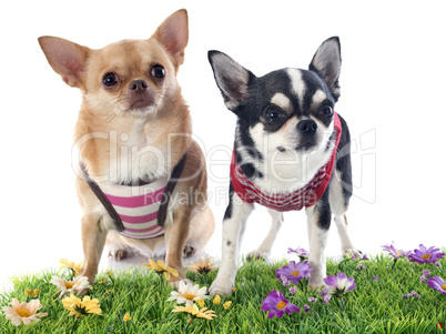 dressed chihuahuas