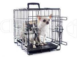 chihuahuas in kennel