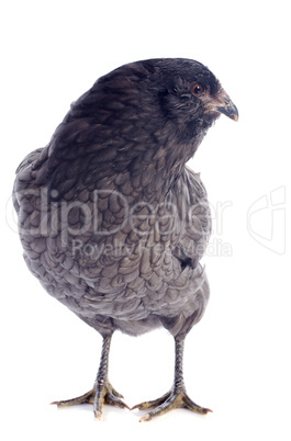 araucana chicken